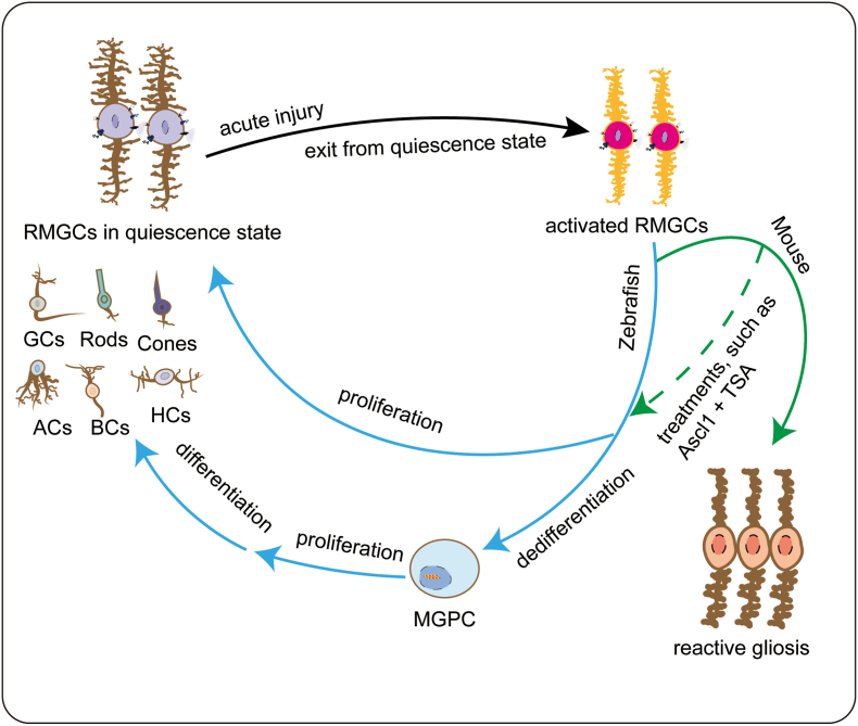 Genetic and epigenetic regulators of retinal Müller glial cell reprogramming