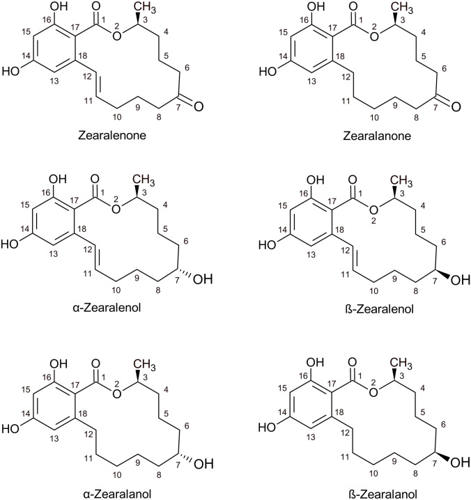 Relevance of Zearalenone and its modified forms in bakery products.