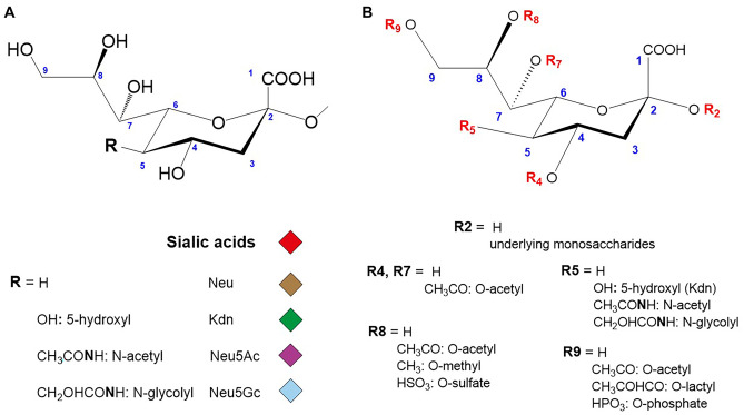 The vertebrate sialylation machinery: structure-function and molecular evolution of GT-29 sialyltransferases.