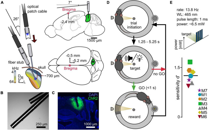 Differential optogenetic activation of the auditory midbrain in freely moving behaving mice.