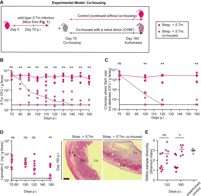 The microbiota conditions a gut milieu that selects for wild-type Salmonella Typhimurium virulence.