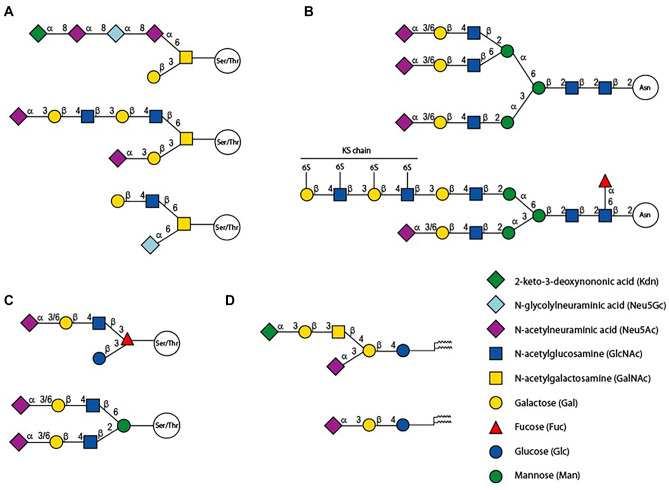 The vertebrate sialylation machinery: structure-function and molecular evolution of GT-29 sialyltransferases.