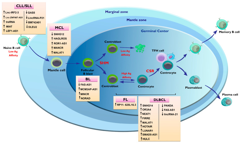 Long Non-Coding RNA Signatures in Lymphopoiesis and Lymphoid Malignancies.