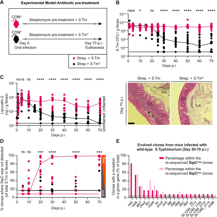 The microbiota conditions a gut milieu that selects for wild-type Salmonella Typhimurium virulence.