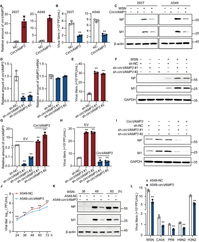 The circRNA circVAMP3 restricts influenza A virus replication by interfering with NP and NS1 proteins.