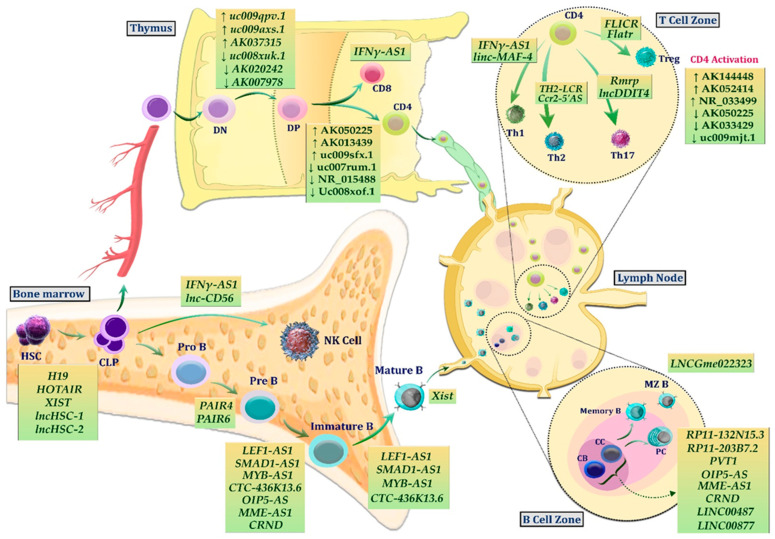 Long Non-Coding RNA Signatures in Lymphopoiesis and Lymphoid Malignancies.