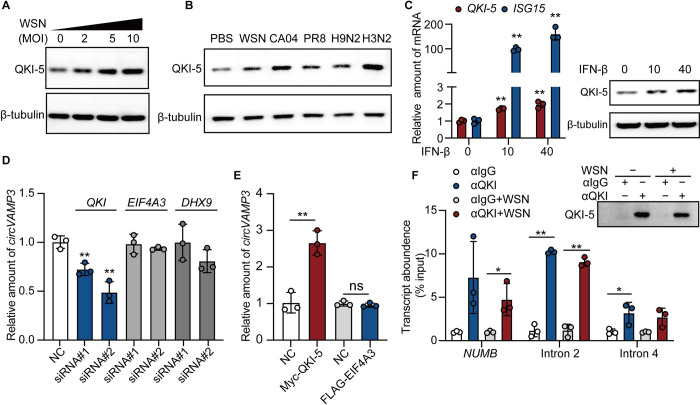 The circRNA circVAMP3 restricts influenza A virus replication by interfering with NP and NS1 proteins.