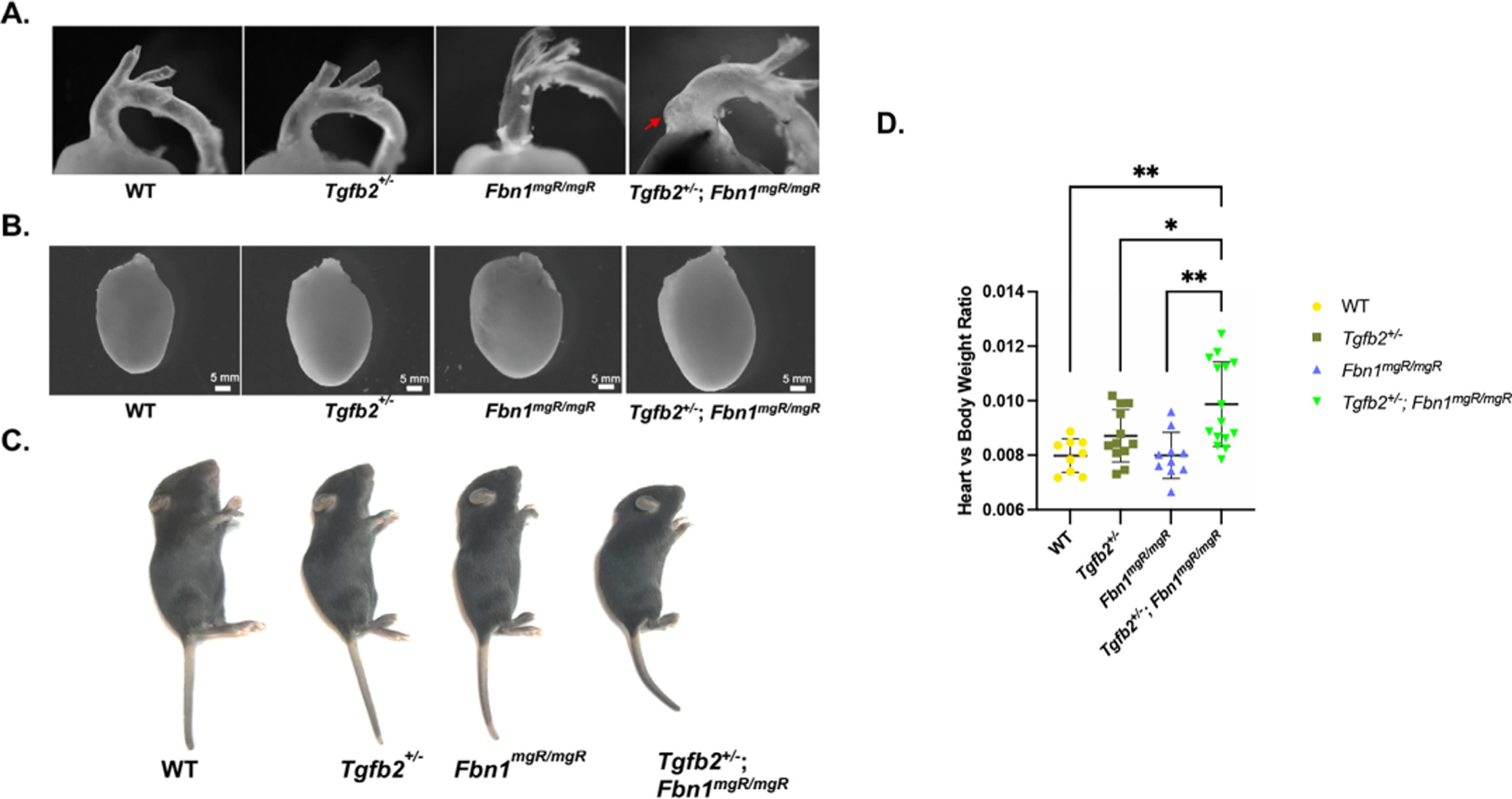 TGFβ-2 haploinsufficiency causes early death in mice with Marfan syndrome