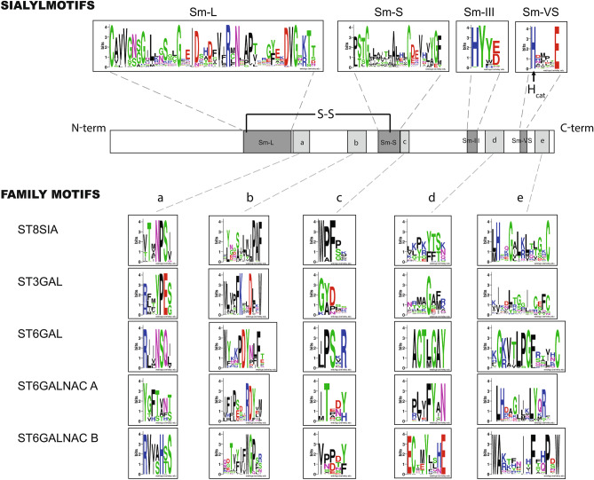 The vertebrate sialylation machinery: structure-function and molecular evolution of GT-29 sialyltransferases.