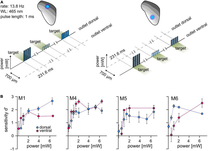 Differential optogenetic activation of the auditory midbrain in freely moving behaving mice.