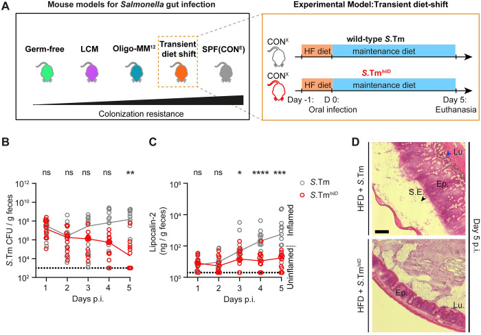 The microbiota conditions a gut milieu that selects for wild-type Salmonella Typhimurium virulence.