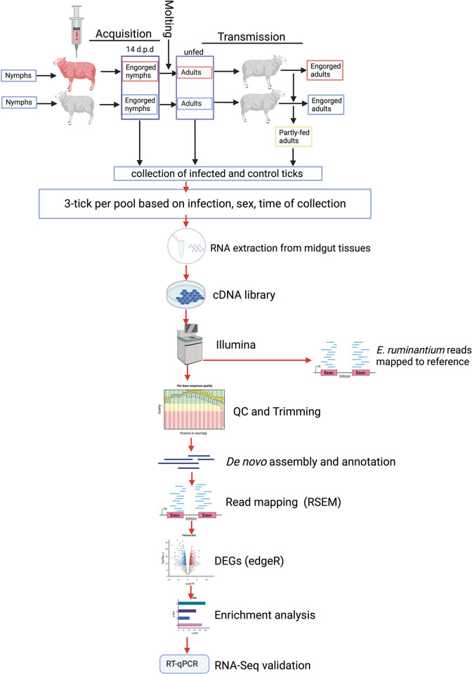 De novo assembly and annotation of the Amblyomma hebraeum tick midgut transcriptome response to Ehrlichia ruminantium infection.