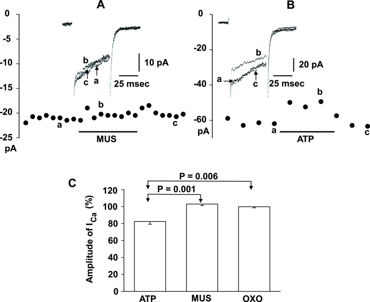 Muscarinic Receptor Stimulation Does Not Inhibit Voltage-dependent Ca<sup>2+</sup> Channels in Rat Adrenal Medullary Chromaffin Cells.