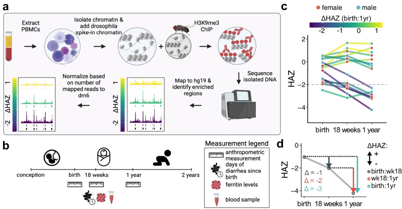 Globally elevated levels of histone H3 lysine 9 trimethylation in early infancy are associated with poor growth trajectory in Bangladeshi children.