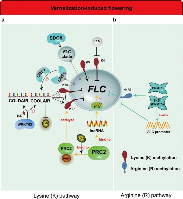 Role of methylation in vernalization and photoperiod pathway: a potential flowering regulator?