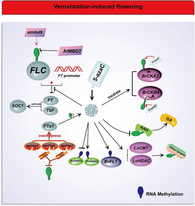 Role of methylation in vernalization and photoperiod pathway: a potential flowering regulator?