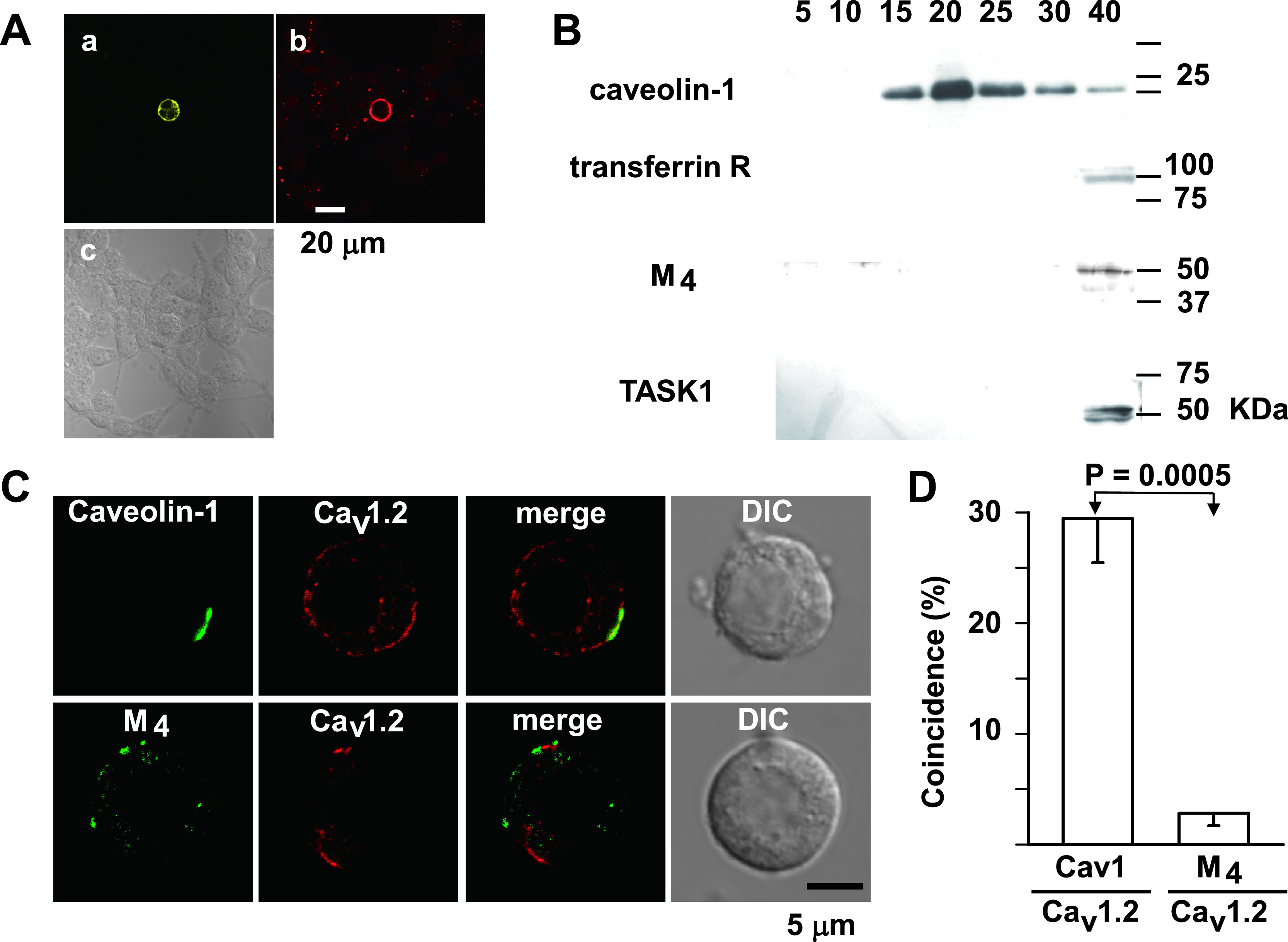 Muscarinic Receptor Stimulation Does Not Inhibit Voltage-dependent Ca<sup>2+</sup> Channels in Rat Adrenal Medullary Chromaffin Cells.