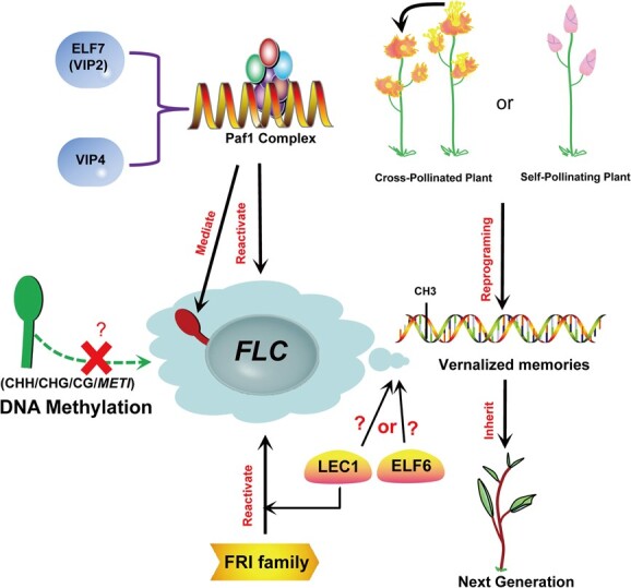 Role of methylation in vernalization and photoperiod pathway: a potential flowering regulator?