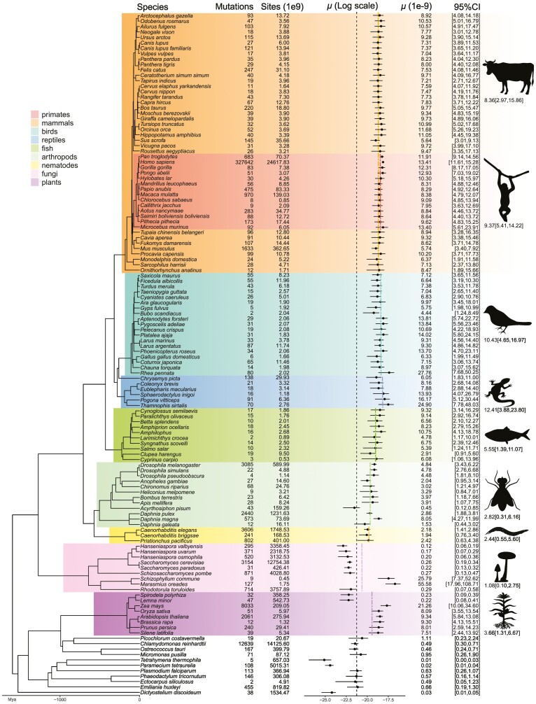 Experimental estimates of germline mutation rate in eukaryotes: a phylogenetic meta-analysis.