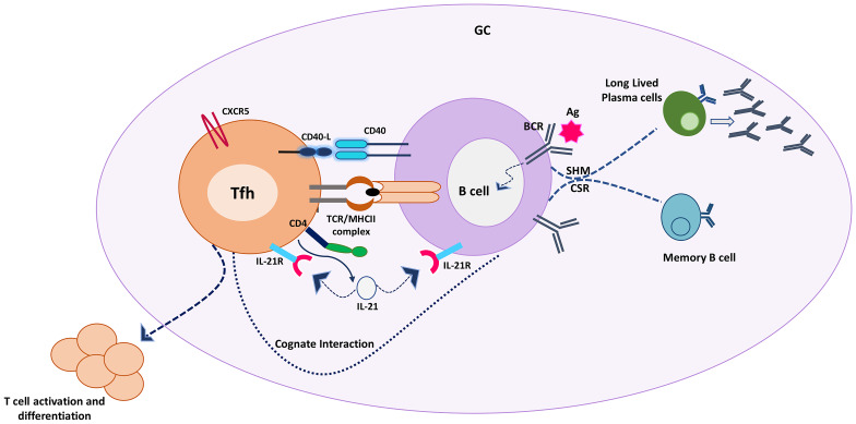 T Cell Abnormalities in X-Linked Agammaglobulinaemia: an Updated Review.