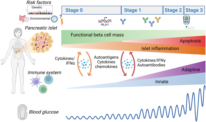 Islet cells in human type 1 diabetes: from recent advances to novel therapies - a symposium-based roadmap for future research.