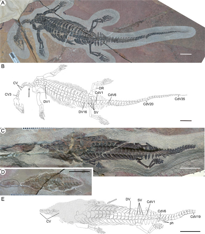 Rapid neck elongation in Sauropterygia (Reptilia: Diapsida) revealed by a new basal pachypleurosaur from the Lower Triassic of China.