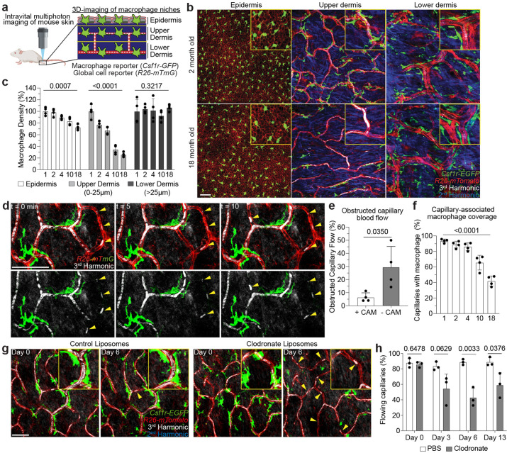 Niche-specific macrophage loss promotes skin capillary aging.