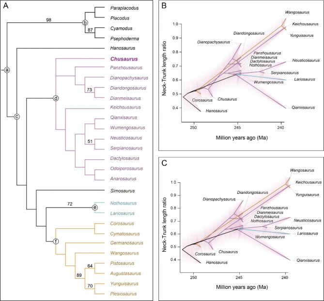 Rapid neck elongation in Sauropterygia (Reptilia: Diapsida) revealed by a new basal pachypleurosaur from the Lower Triassic of China.