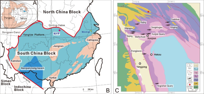 Rapid neck elongation in Sauropterygia (Reptilia: Diapsida) revealed by a new basal pachypleurosaur from the Lower Triassic of China.