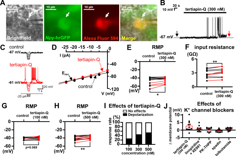 GIRK2 potassium channels expressed by the AgRP neurons decrease adiposity and body weight in mice.