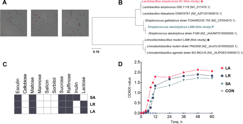 Regulation of serotonin production by specific microbes from piglet gut.