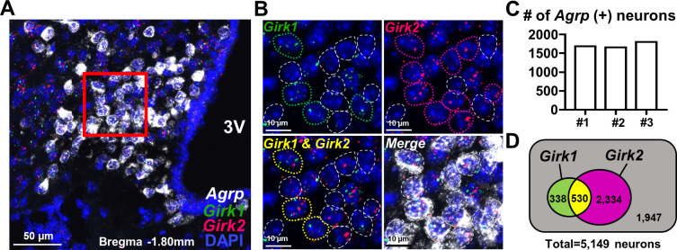 GIRK2 potassium channels expressed by the AgRP neurons decrease adiposity and body weight in mice.