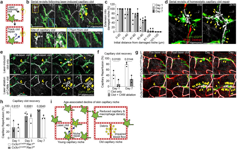 Niche-specific macrophage loss promotes skin capillary aging.