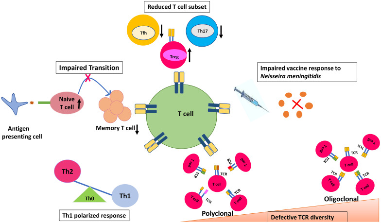 T Cell Abnormalities in X-Linked Agammaglobulinaemia: an Updated Review.