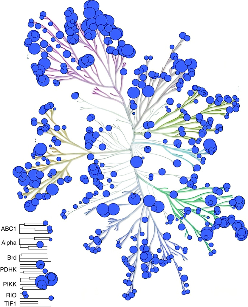 Data sets of human and mouse protein kinase inhibitors with curated activity data including covalent inhibitors.