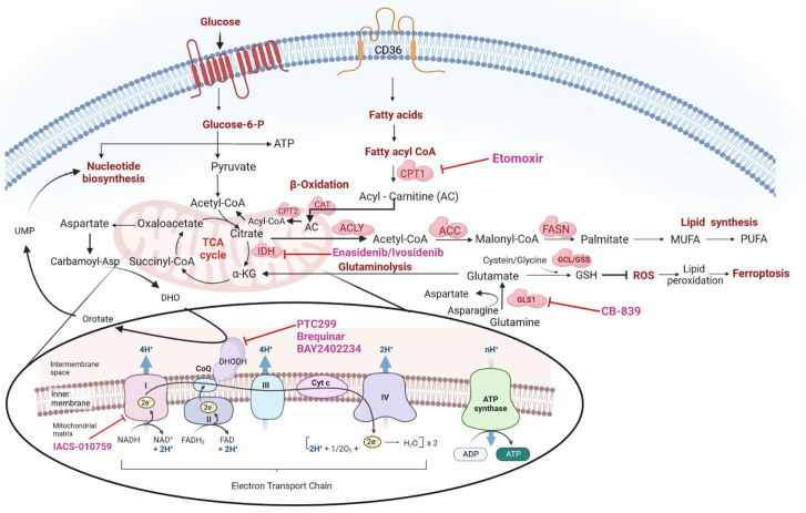 Targeting metabolic vulnerabilities to overcome resistance to therapy in acute myeloid leukemia.