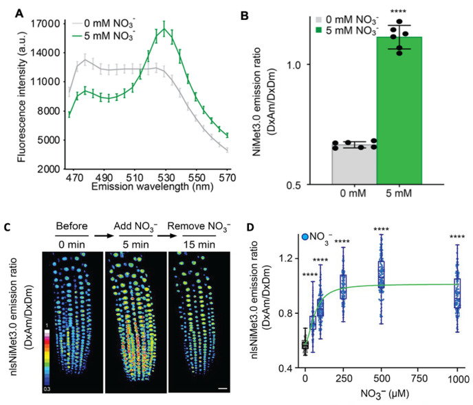 Fluorescent Biosensor Imaging of Nitrate in <i>Arabidopsis thaliana</i>.