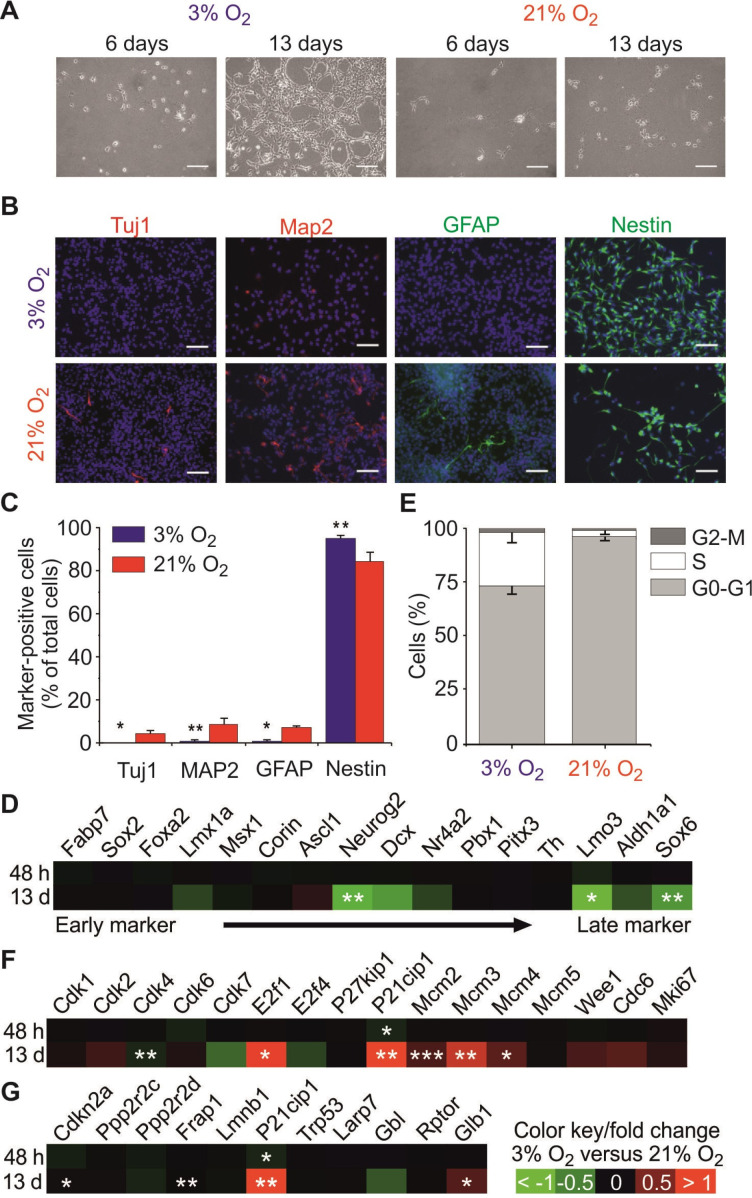 Notch is Not Involved in Physioxia-Mediated Stem Cell Maintenance in Midbrain Neural Stem Cells.