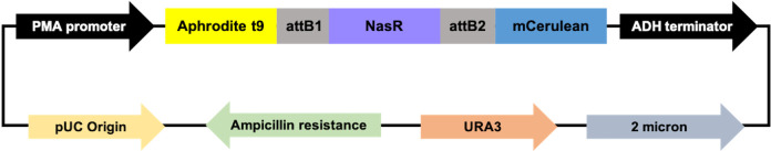 Fluorescent Biosensor Imaging of Nitrate in <i>Arabidopsis thaliana</i>.