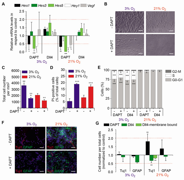 Notch is Not Involved in Physioxia-Mediated Stem Cell Maintenance in Midbrain Neural Stem Cells.