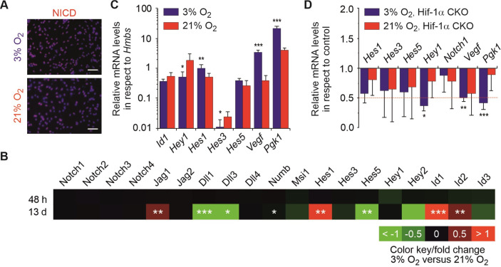 Notch is Not Involved in Physioxia-Mediated Stem Cell Maintenance in Midbrain Neural Stem Cells.