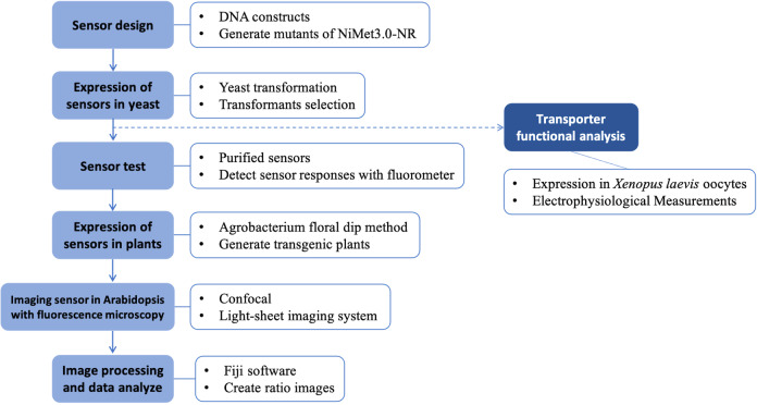 Fluorescent Biosensor Imaging of Nitrate in <i>Arabidopsis thaliana</i>.