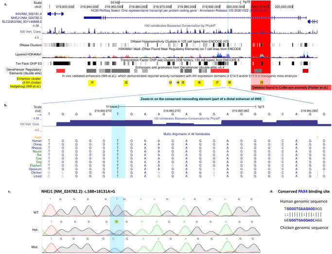 IHH enhancer variant within neighboring NHEJ1 intron causes microphthalmia anophthalmia and coloboma.