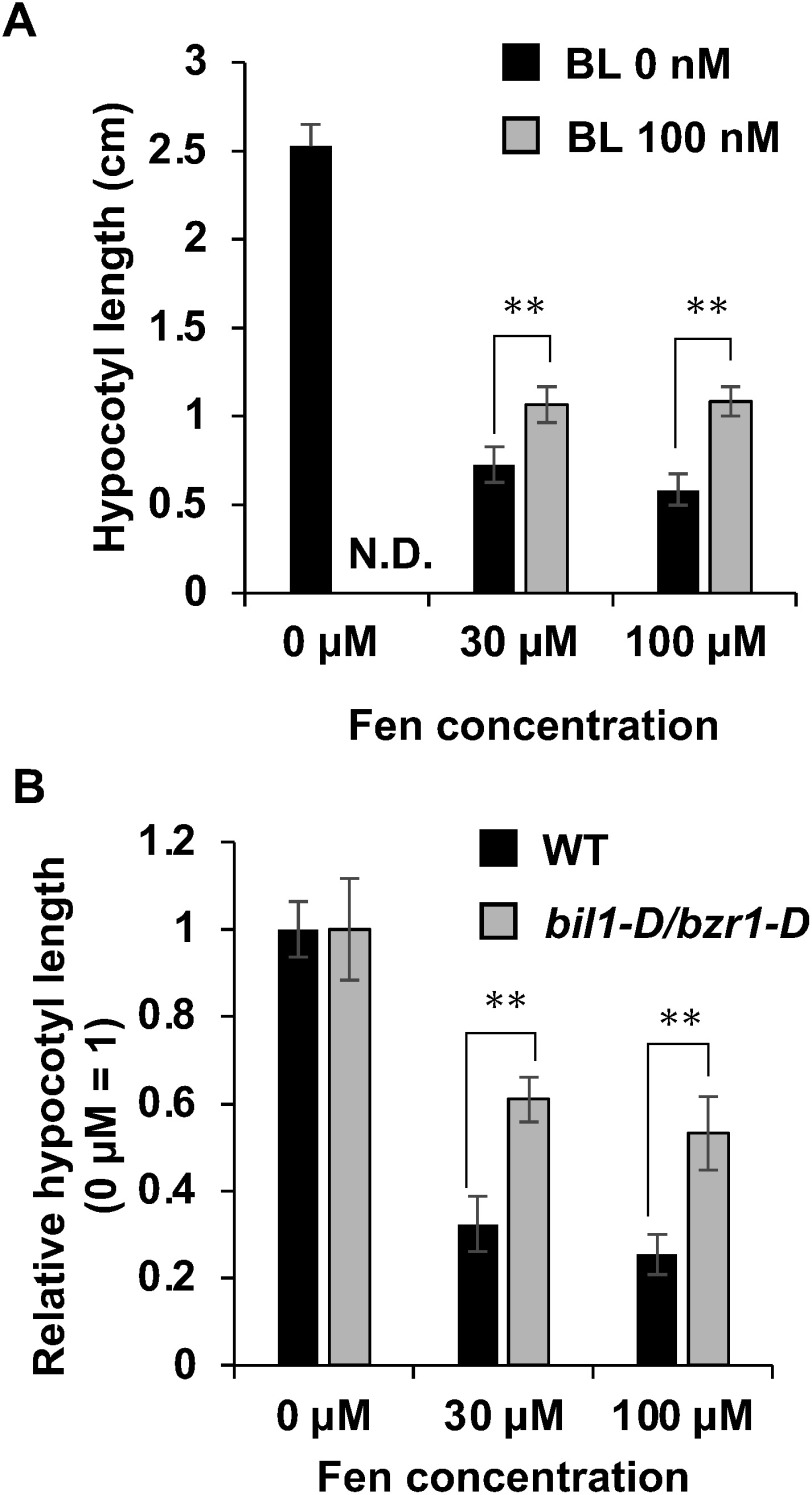 Fenoxycarb, a carbamate insect growth regulator, inhibits brassinosteroid action.