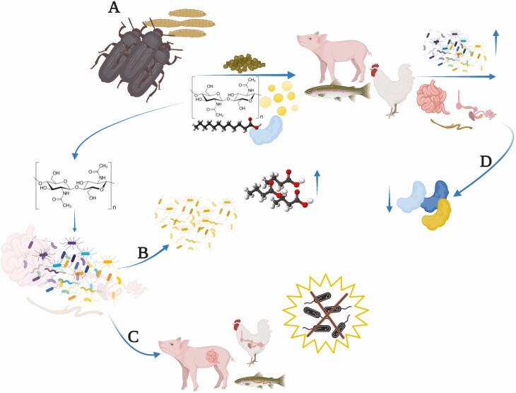 Gut microbiota changes in insect-fed monogastric species: state-of-the-art and future perspectives.