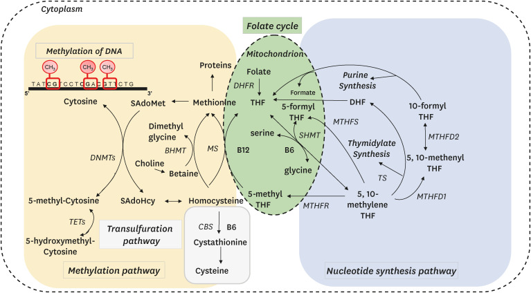 Modulation of DNA methylation by one-carbon metabolism: a milestone for healthy aging.