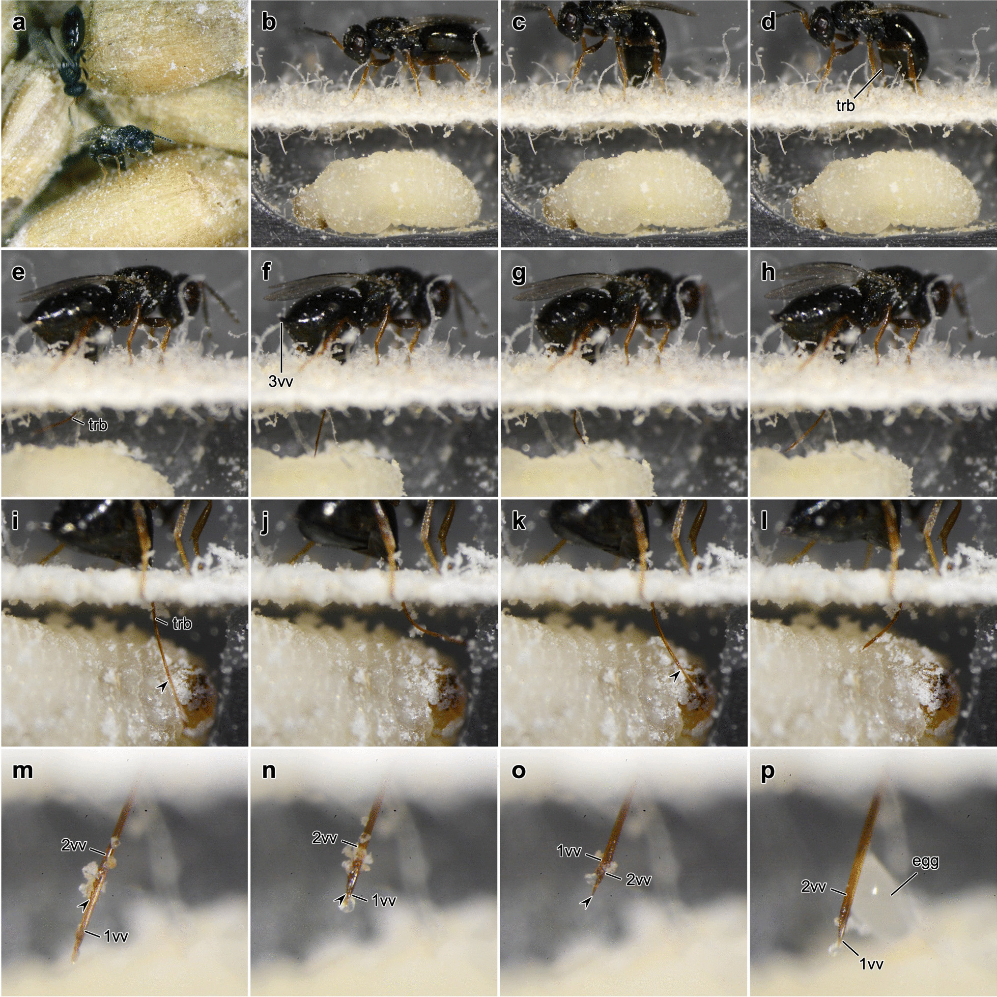 Terebra steering in chalcidoid wasps.