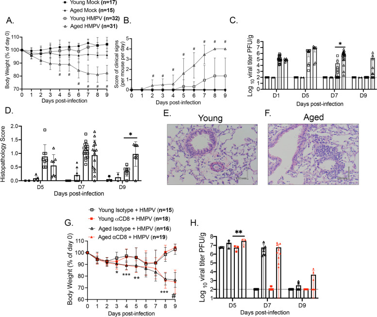 Terminally exhausted CD8<sup>+</sup> T cells contribute to age-dependent severity of respiratory virus infection.