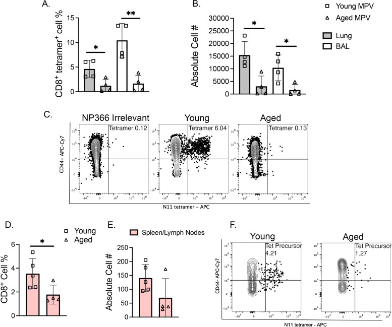 Terminally exhausted CD8<sup>+</sup> T cells contribute to age-dependent severity of respiratory virus infection.