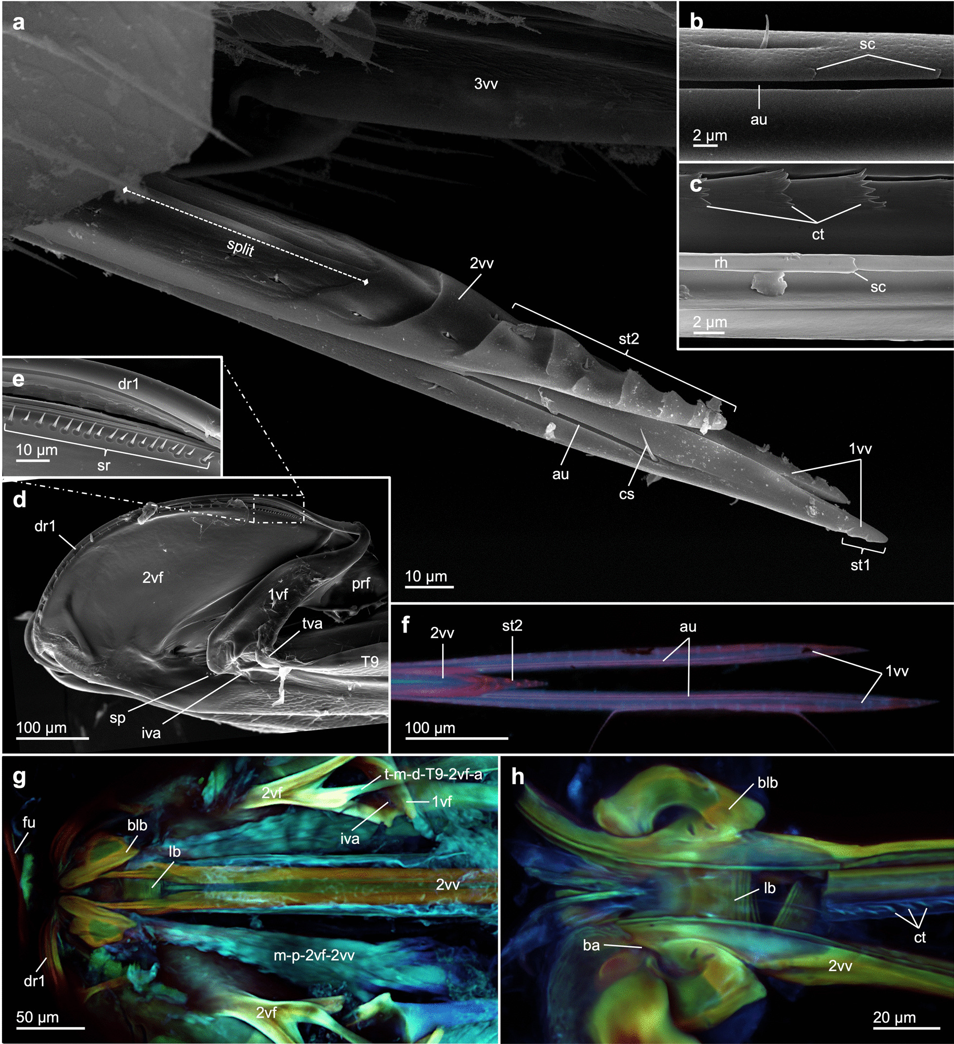 Terebra steering in chalcidoid wasps.